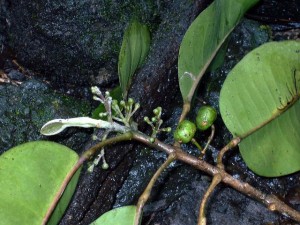 Courtesy Photo: Melicope ovalis - only found in East Maui. © Hank Oppenheimer/Plant Extinction Prevention Program
