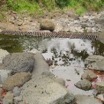 nawaieha_cropped_164