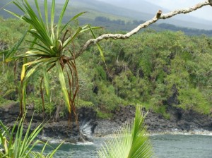 Hundreds of residents in the remote East Maui Town of Hana are fighting to keep their Public Library open as it faces possible closure under a plan submitted by the state Library system. Photo by Wendy Osher.