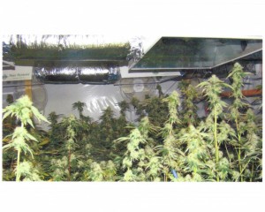 Souki's bill would allow personal possession and non-public use of up to one ounce of marijuana by those over 21. Department of Justice photo. File photo courtesy: Maui Police Department.