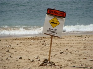 Shark Sighting signs were posted along a stretch of South Maui shoreline on Monday following a pre-dawn attack. Photo by Wendy Osher.