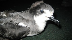 Photo Courtesy Haleakala National Park: This 'ua'u (Hawaiian petrel) was grounded at Kahului Harbor October 2008. It's leg was broken, probably from hitting the ground. The bird received medical treatment, was successfully rehabilitated and released.