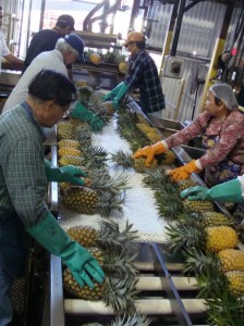 DSC08698 Workers at the ML&P Kahului Cannery work to process the company's final harvest on Wednesday. Photo by Wendy Osher.