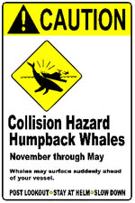 whale collision full Image Courtesy NOAA