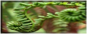 fern_330