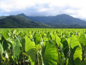 Celebrate the taro plant at the 22nd Annual East Maui Taro Festival in Hana this weekend.