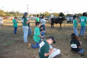 4-H auction. Photo courtesy of Upcountry Fair Maui.