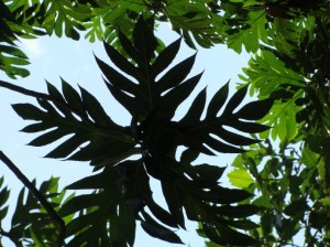 Ulu (breadfruit) grove in Hana, Maui. Maui is home to one of the largest ulu groves in the state. The tree is not currently included on the Big Trees list. Photo by Wendy Osher.