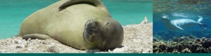 monk seal noaa