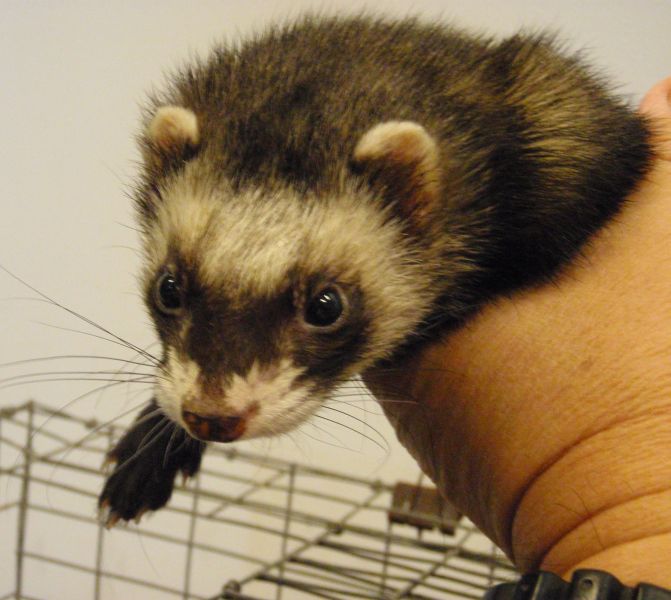 PHOTOS Snake Captured on Oahu, Ferret Found in Hilo Maui Now