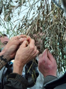 HarvestingSeed