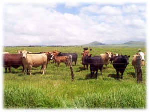 farming-cows-field-hawaii farming-cows-field-hawaii