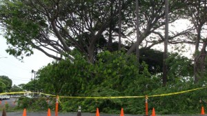 8/28/12 at 8:00 am Vevau St CLOSED between Kane St and School St for a few hours due to a large tree clean-up.