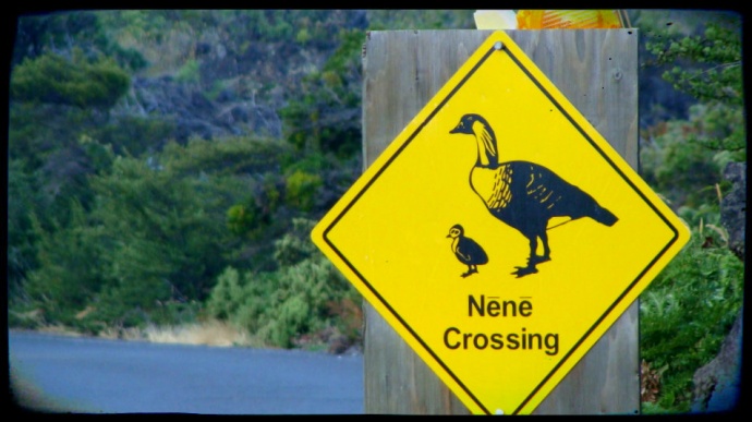 Nene sign at Haleakala National Park. Photo by Wendy Osher.