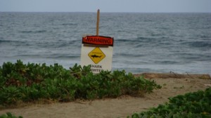 DSC00801