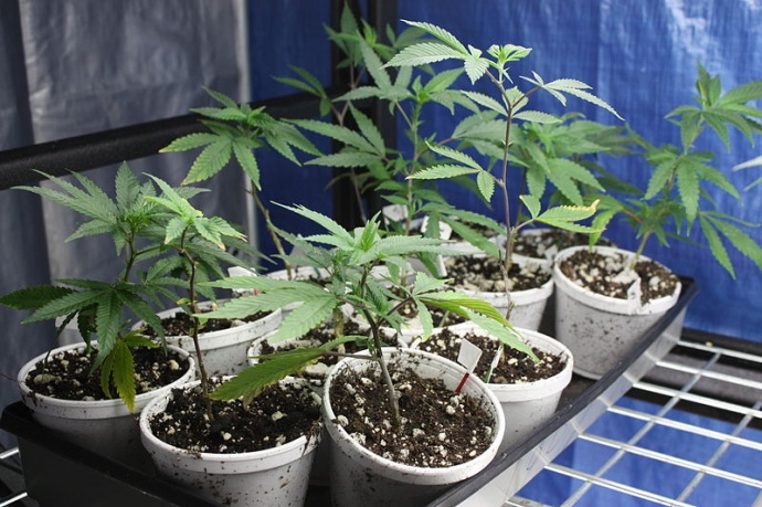 Home growers would be expected to keep plants under lock and key.
