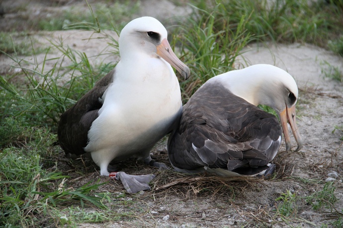 After returning from foraging at sea on November 29, 2012, Wisdom (left) attempts to nudge her mate off the nest for her turn at incubating the couple's egg. Photos by Pete Leary/USFWS.