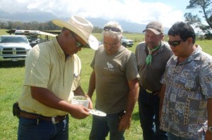 Maui ranchers Greg Friel of Haleakala Ranch, Jeff Alexander of Anuhea Ranch, Gerard Thompson of Thompson Ranch and Darcy Oishi, HDOA entomologist take a close look at the fireweed moth larvae that eat the leaves and stems of the fireweed plant. Photo courtesy Hawaii Department of Agriculture.