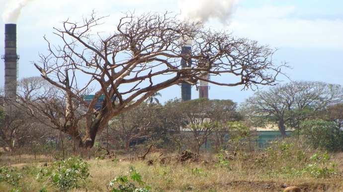 Projected site of the Target Maui location at the intersection of the Mokulele Highway and Hookele Street. The Puunene Sugar Mill can be seen in the background. Photo by Wendy Osher.