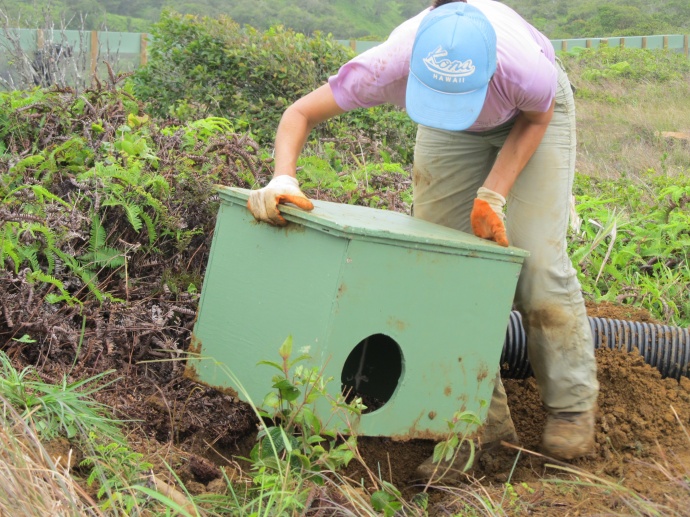 Alicia Rhoades, First Wind Habitat Conservation Plan Compliance Technician, installing a shearwater burrow. Courtesy photo.