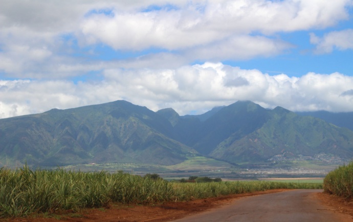 HC&S sugar cane fields in Kahului. Photo by Wendy Osher.