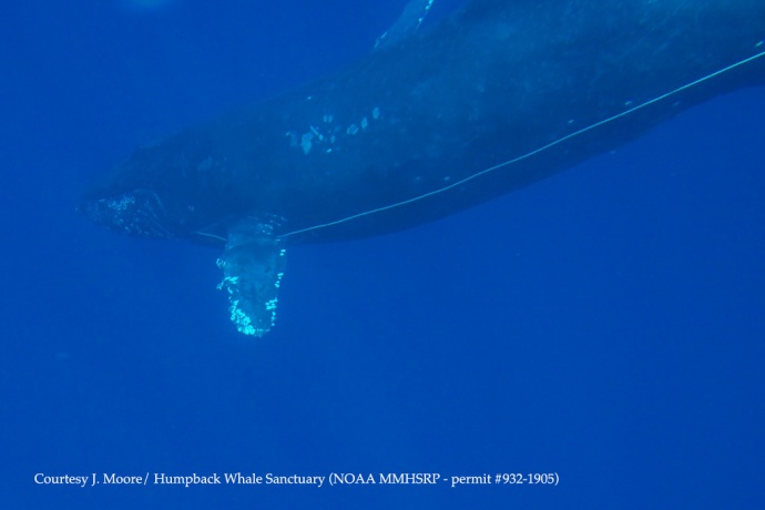 Underwater image Humpback whale with entanglement Courtesy of J. Moore - NOAA HIHWNMS - MMHSRP (permit # 932-1905)