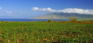 Photo courtesy Monsanto Hawai‘i.