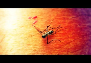 Mosquito. Maui Now courtesy photo.