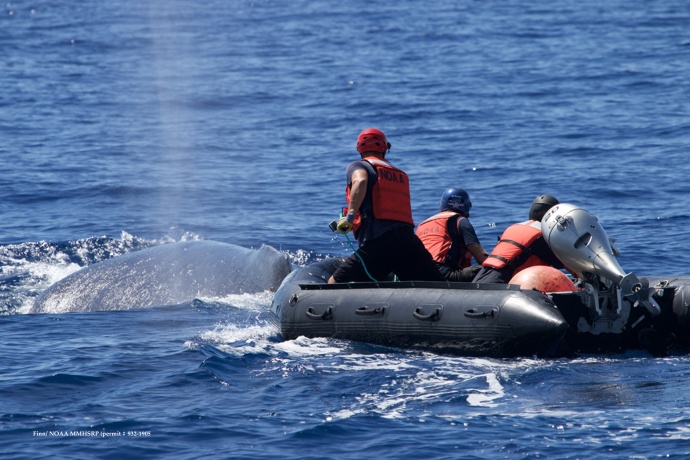 Response team in inflatable with flying cutter. Pictured from left: Lee James, Ed Lyman and Grant Thompson. (Courtesy of R. Finn - NOAA HIHWNMS MMHSRP permit # 932-1905)