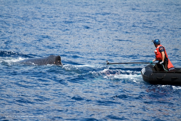 Ed Lyman reaching out with flying cutter. (Courtesy of L. Finfrock - NOAA Fisheries MMHSRP permit # 932-1905)
