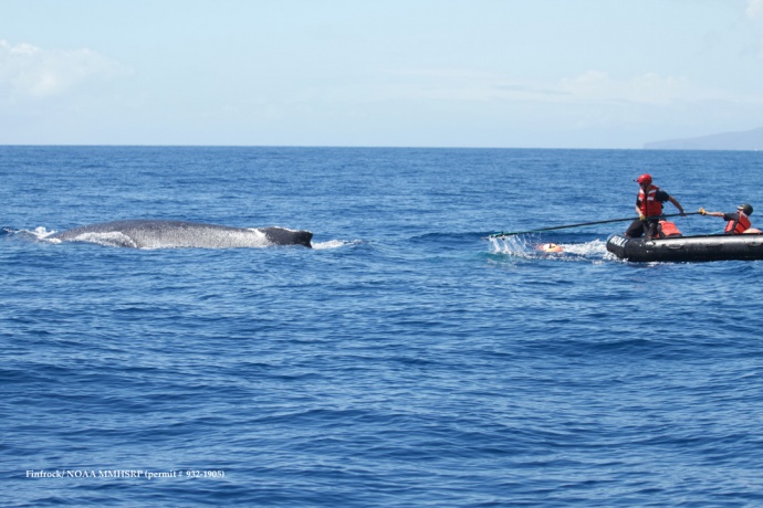 Lee James reaching out with flying cutter. Ed Lyman (center) holding onto to control line behind whale and Grant Thompson is pictured on right. (Courtesy of L. Finfrock - NOAA Fisheries MMHSRP permit # 932-1905)