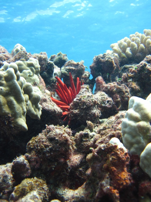 Coral reefs are often called the rainforests of the sea. They support various marine life while only comprising a small area of the ocean's surface. With vast number of species living within and around them, they are regarded as the most diverse marine habitat. Credit: Micki Reams/NOAA