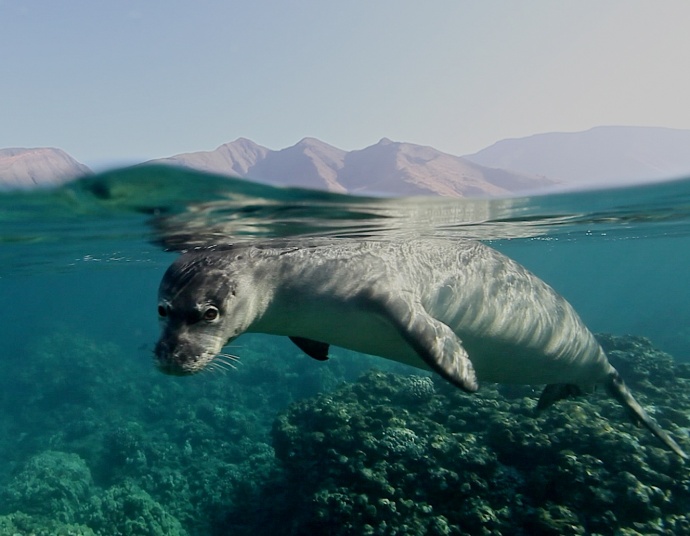 Hawaiian monk seals usually sleep on the beaches of the Hawaiian Islands. They can also sometimes be seen sleeping underwater in small caves. Credit: Ed Lyman/NOAA
