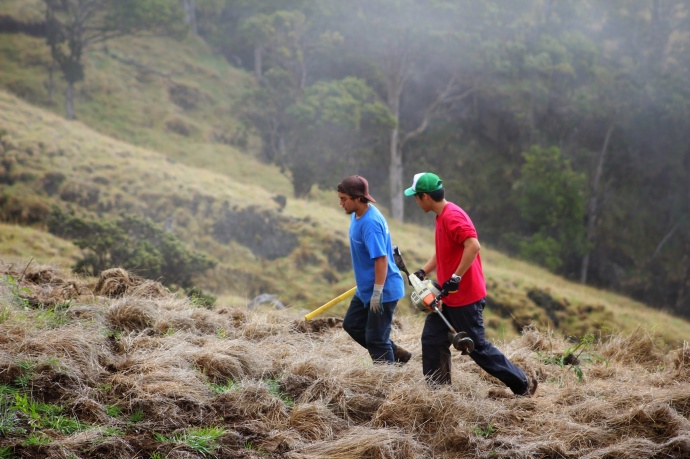 Kupu Hawai‛i Youth Conservation Corps volunteer Gus Robertson outplanting a seedling at Nakula Natural Area Reserve, Maui. Photo by Kirsten Gallaher
