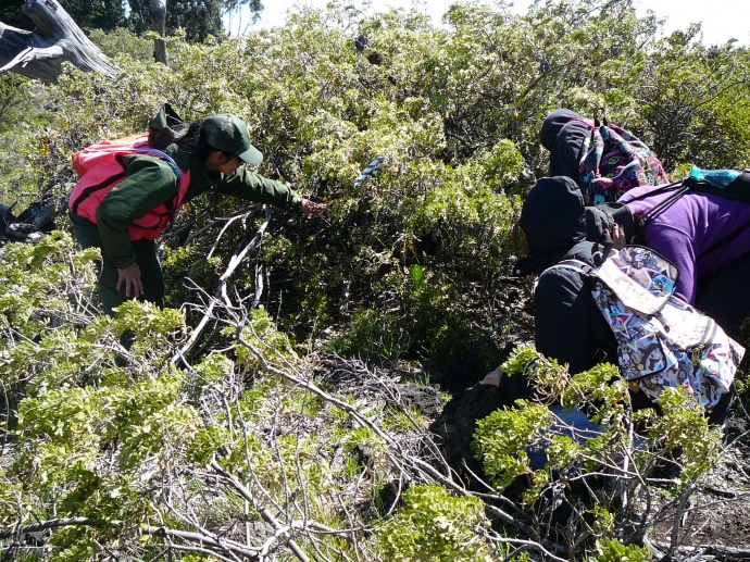 Teachers view a no-longer-used nēnē nest during a training workshop. Photo courtesy Haleakalā National Park.