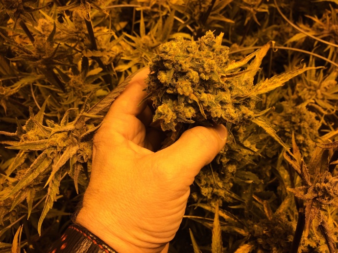 Employees inspect marijuana plants at Green Man Cannabis growing facility in Colorado. Photo credit: Green Man Cannabis.