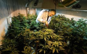 Employees inspect marijuana plants at Green Man Cannabis growing facility in Colorado. Photo credit: Green Man Cannabis.