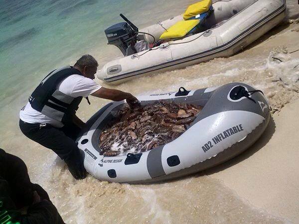 Sea cucumber over harvest, photo taken at Kaiona beach, Waimanalo. Photo Credit: Ocean Defender Hawaiʻi.