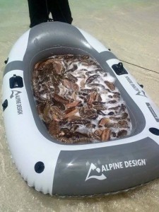 Sea cucumber over harvest, photo taken at Kaiona beach, Waimanalo. Photo Credit: Ocean Defender Hawaiʻi.