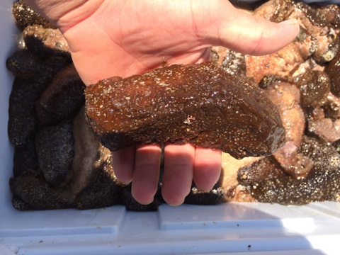 Harvested sea cucumbers on Maui. Photo credit: DLNR.