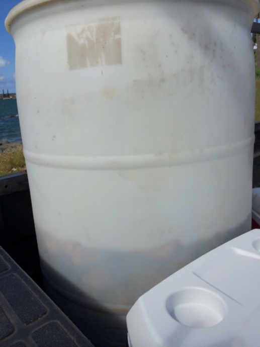 Harvested sea cucumbers on Maui. Photo credit: DLNR.