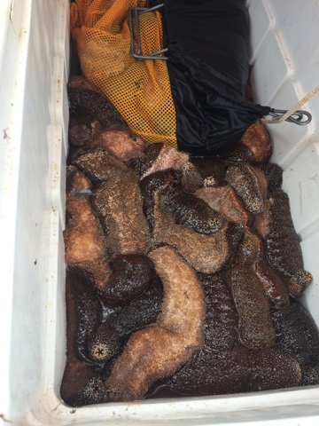 Harvested sea cucumbers on Maui. Photo credit: DLNR.