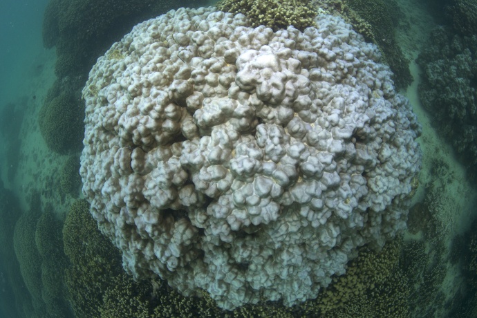 Bleached Coral in Kāheʻohe Bay Hawaiʻi. Photo credit: XL Catlin Seaview Survey
