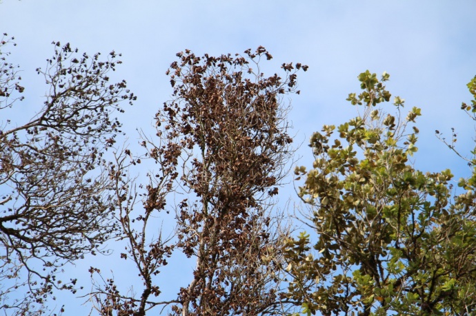 Ohia wilt. Image credit UH-CTAHR/ J. B. Friday.