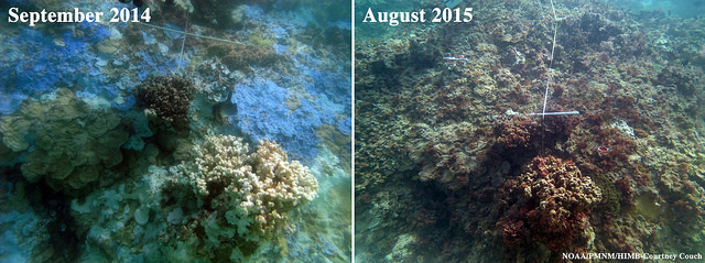 Papahānaumokuākea Marine National Monument bleaching photo. Image credit: NOAA/PMNM/HIBM-Courtney Couch.