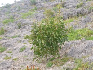 Nakula Natural Area Reserve koa planting