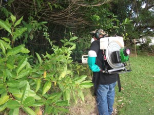 Dengue vector control. Photo credit: Hawaiʻi District Health Office.
