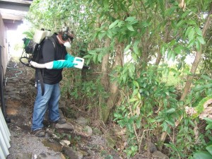 Dengue vector control. Photo credit: Hawaiʻi District Health Office.