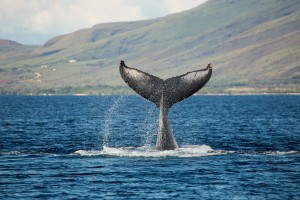 Photo credit: Pacific Whale Foundation.