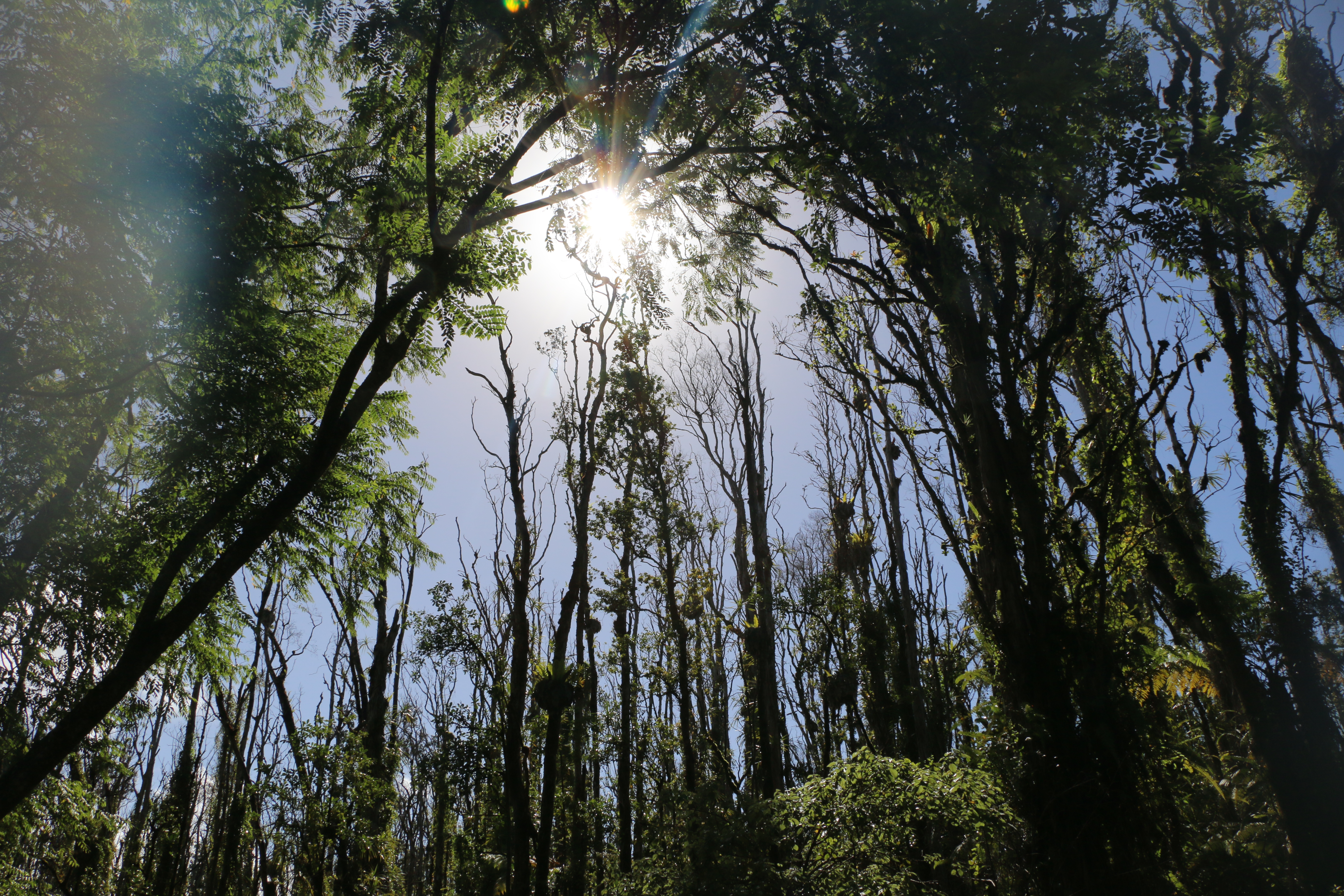 Rapid ‘Ōhi‘a Death. Photo courtesy: DLNR.